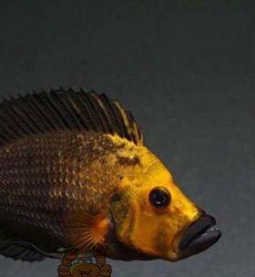卷贝鱼鱼苗的饲料选择有哪些？如何科学喂养卷贝鱼鱼苗？