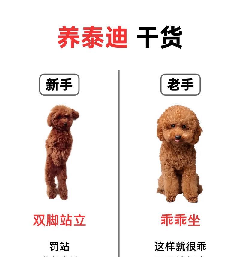 泰迪造型保养的费用大概是多少？保养周期是怎样的？