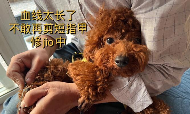 泰迪造型保养的费用大概是多少？保养周期是怎样的？