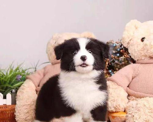 苏州有哪些适合养大型犬的地方？养大型犬需要哪些条件？