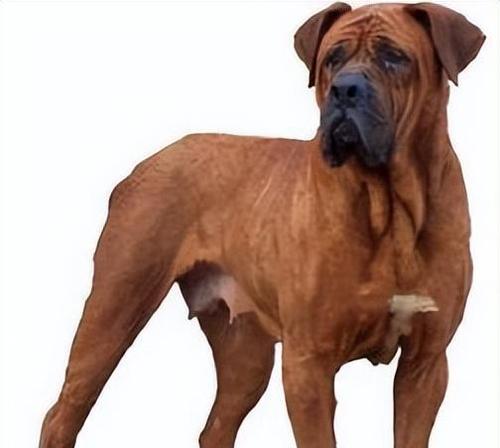 苏州有哪些适合养大型犬的地方？养大型犬需要哪些条件？