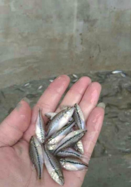 小鲈鱼苗应该吃什么？如何确保营养均衡？
