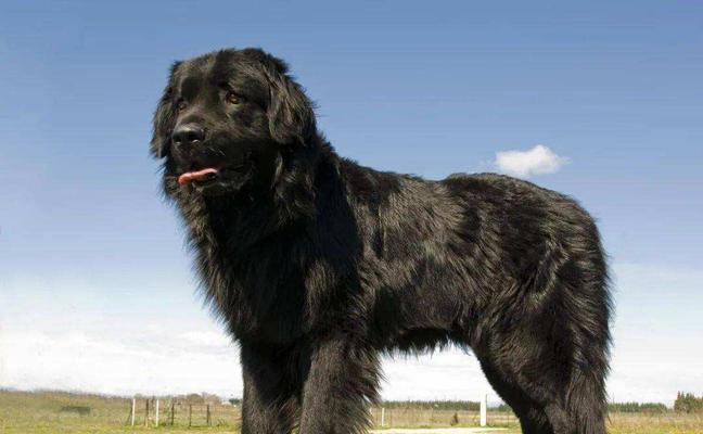 哪些名字适合大型犬？