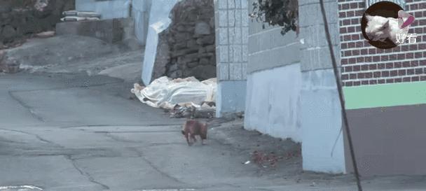 狗狗误食猫粮怎么办？需要采取什么措施？