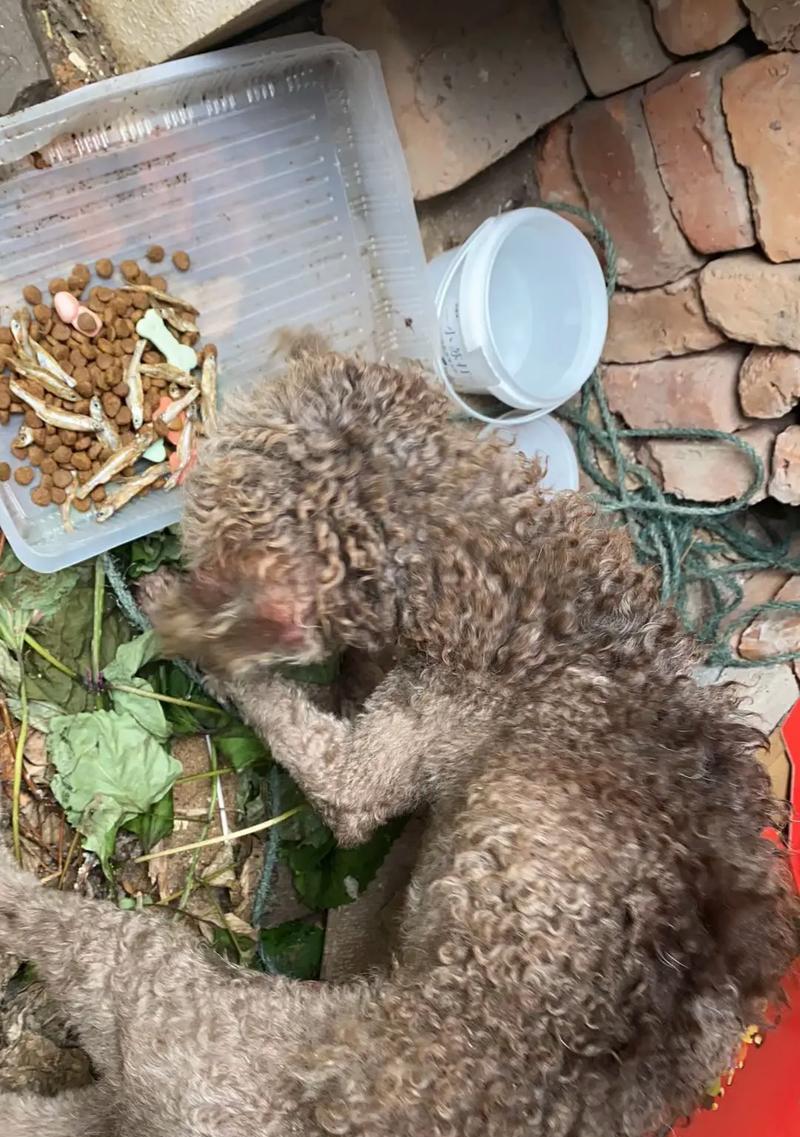 包头可以免费领养泰迪犬吗？领养前需要准备什么？