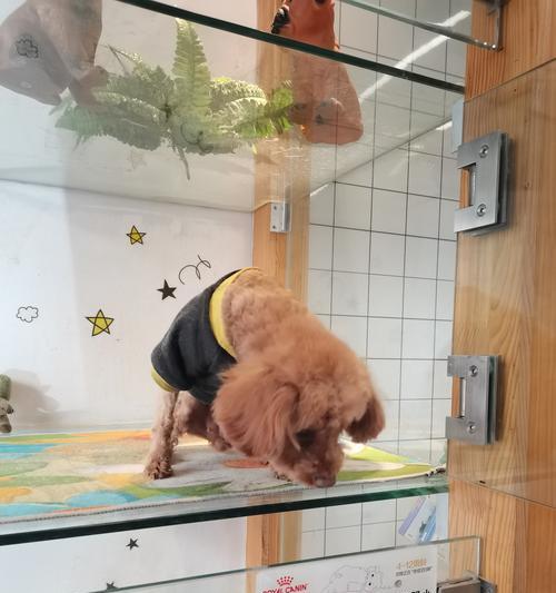 包头可以免费领养泰迪犬吗？领养前需要准备什么？