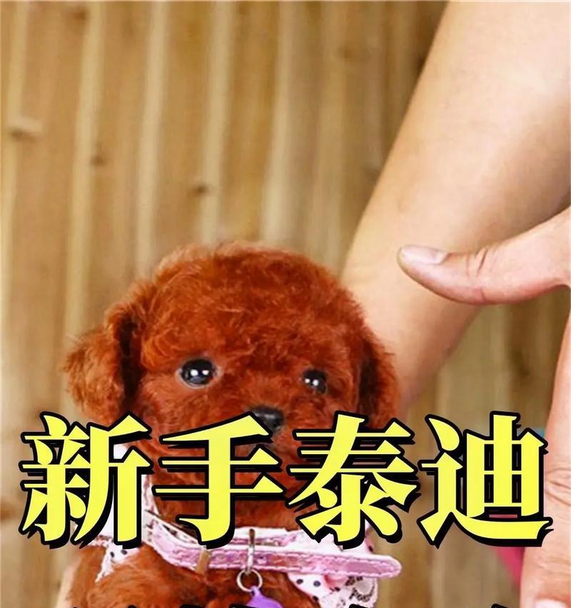 31天泰迪能养活吗多少钱？新手养泰迪需要注意哪些问题？