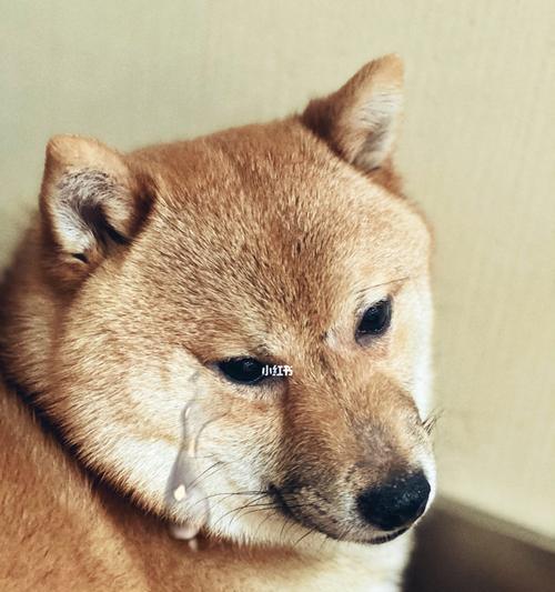 南阳柴犬洗澡的费用是多少？选择哪家店更合适？
