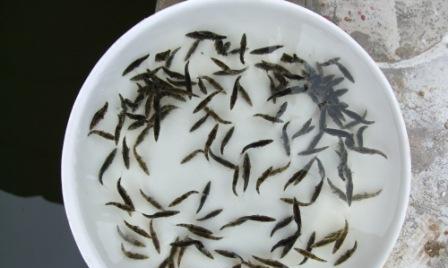 桶装养殖中哪种鱼苗最适合？