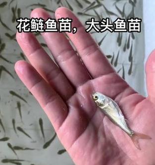 鱼苗网捞的具体用途是什么？操作鱼苗网捞时应注意什么？