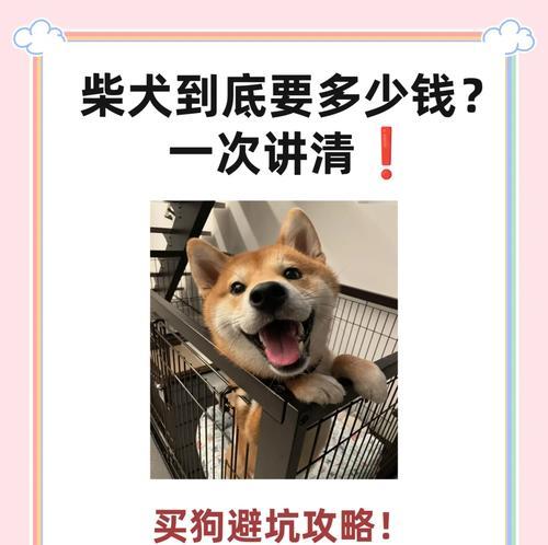 养大一只柴犬需要多少成本？