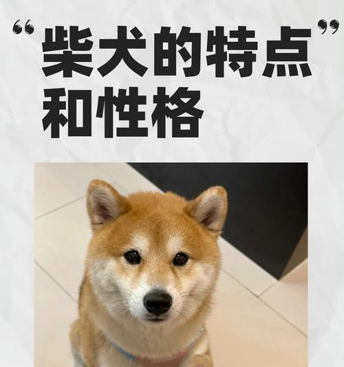 养大一只柴犬需要多少成本？