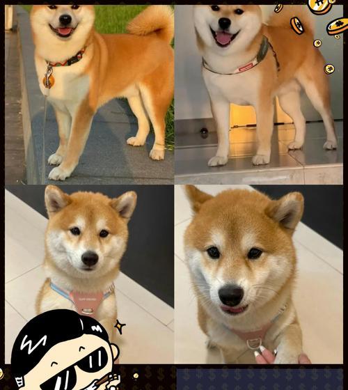 养大一只柴犬需要多少成本？