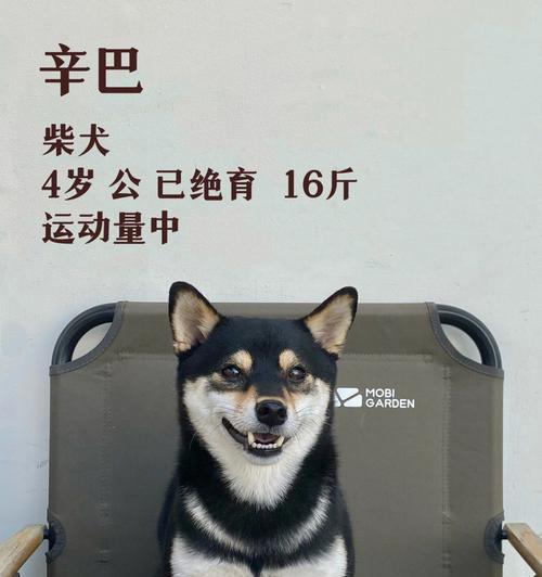 柴犬每日所需卡路里是多少？如何计算？