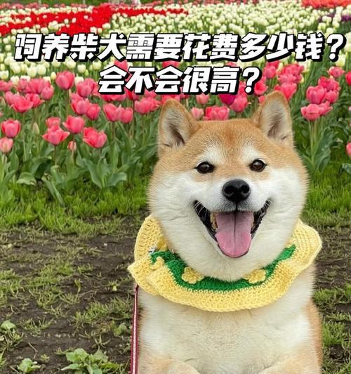 柴犬每日所需卡路里是多少？如何计算？