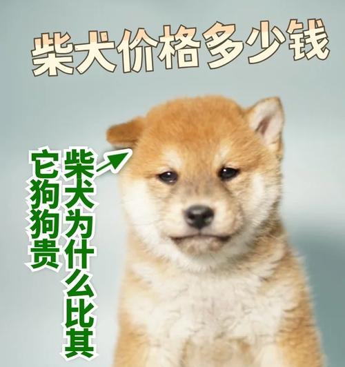 柴犬每日所需卡路里是多少？如何计算？