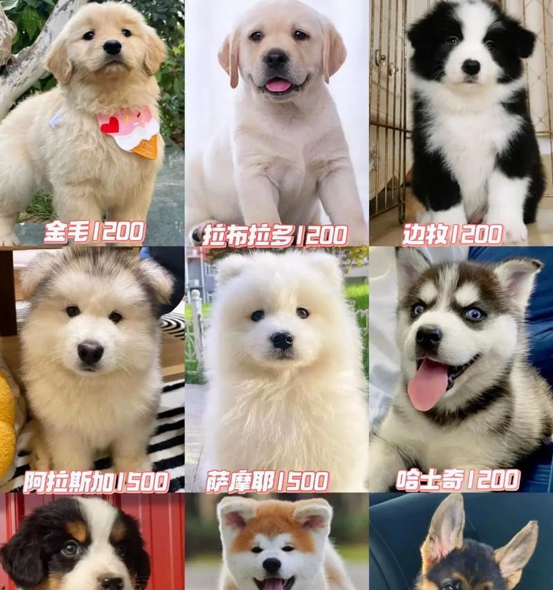 山东适合养殖哪些大型犬？大型犬养殖的品种选择有哪些？