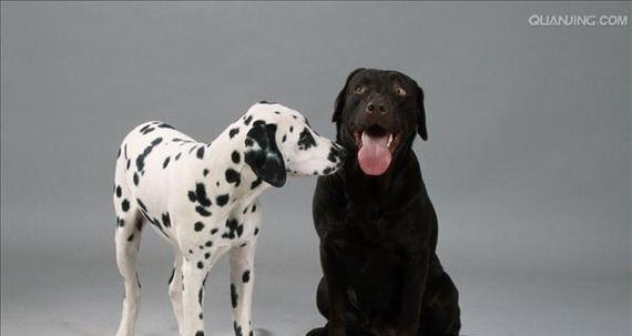 山东适合养殖哪些大型犬？大型犬养殖的品种选择有哪些？