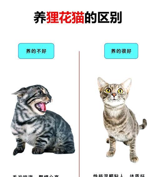 猫为何偏爱狗粮？这对猫健康有影响吗？