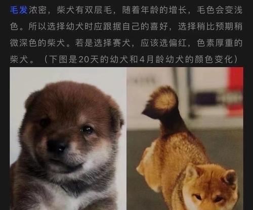 武汉地区柴犬幼犬的售价是多少？