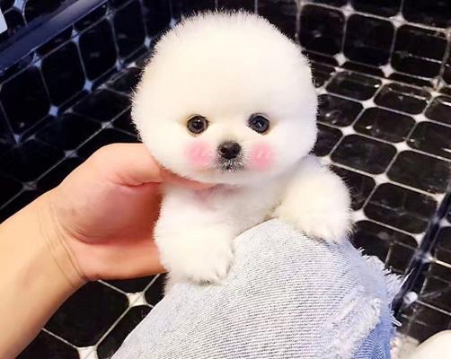 小泰迪二手床能买吗多少钱？购买二手床时的注意事项是什么？