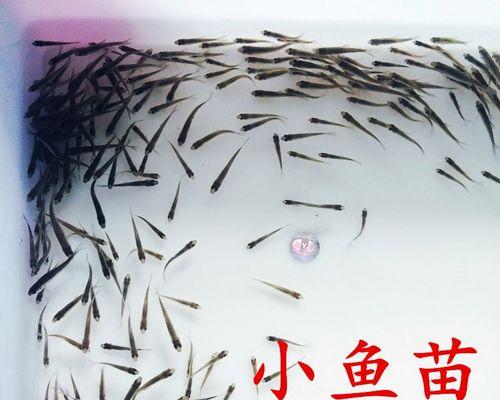 哪里是小鱼苗的主要产地？如何选择高质量的小鱼苗？