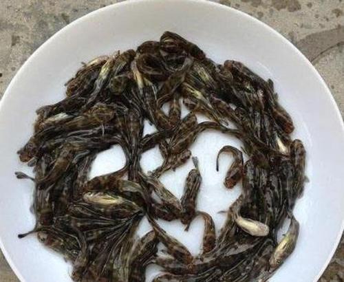 哪里是小鱼苗的主要产地？如何选择高质量的小鱼苗？