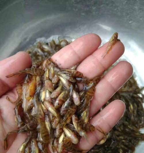 哪里是小鱼苗的主要产地？如何选择高质量的小鱼苗？