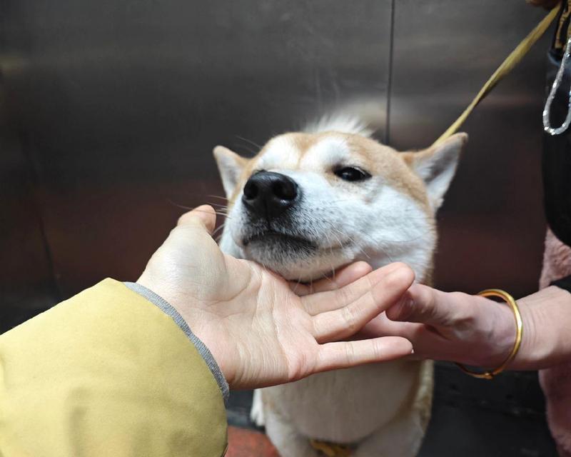 西安地区小布柴犬的出售价格是多少？