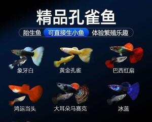 小鱼苗眼屎多是什么原因？
