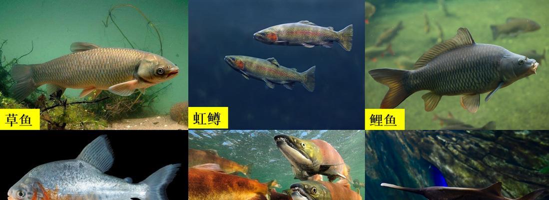 鱼苗生长过快的原因是什么？