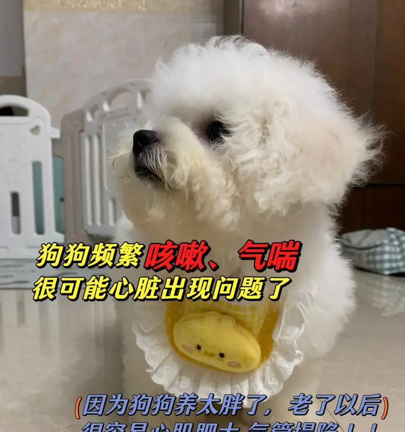 泰迪狗狗多少斤算肥胖？如何控制泰迪的体重？