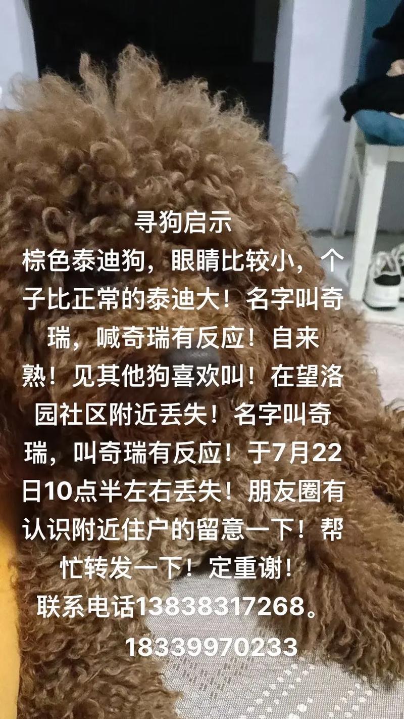 苏州地区走失的灰泰迪犬的悬赏金额是多少？