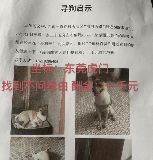 苏州地区走失的灰泰迪犬的悬赏金额是多少？