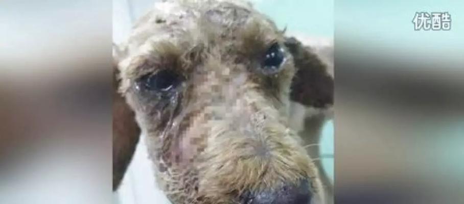 苏州地区走失的灰泰迪犬的悬赏金额是多少？