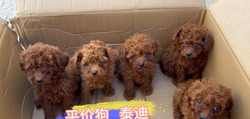 泰迪犬的平均寿命是多少岁？如何判断泰迪犬的年龄？