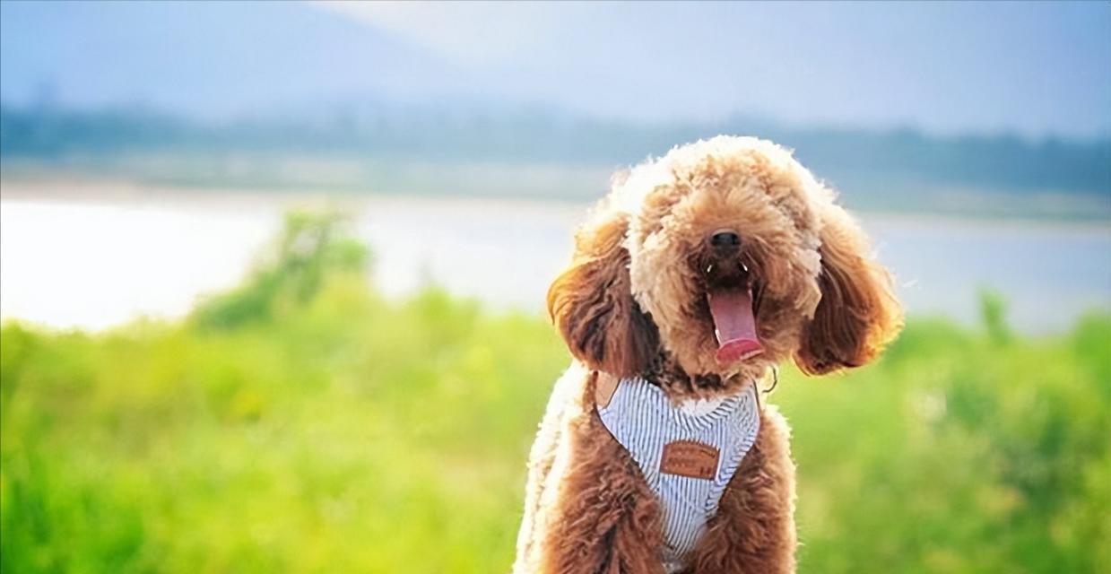 泰迪犬的平均寿命是多少岁？如何判断泰迪犬的年龄？