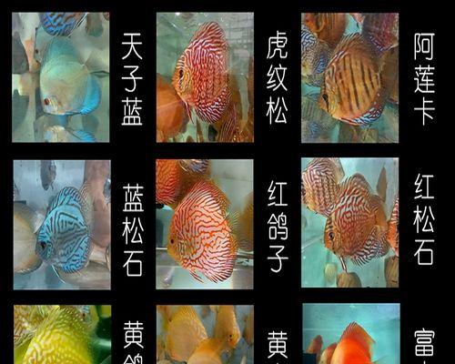 喂七彩神仙鱼苗会死吗为什么？七彩神仙鱼苗的饲养需要注意什么？