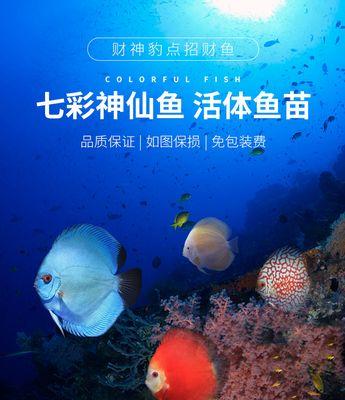 喂七彩神仙鱼苗会死吗为什么？七彩神仙鱼苗的饲养需要注意什么？