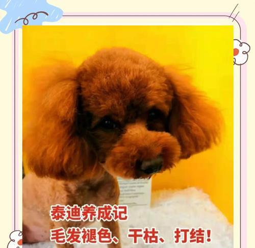 泰迪犬多出的指头需要修剪吗？费用是多少？