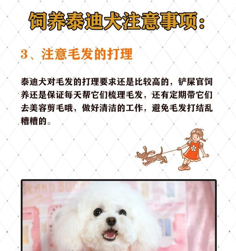 养一只小泰迪需要多少钱？费用是多少？