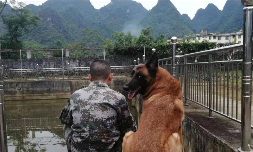哪些名字适合给搜救小型犬？