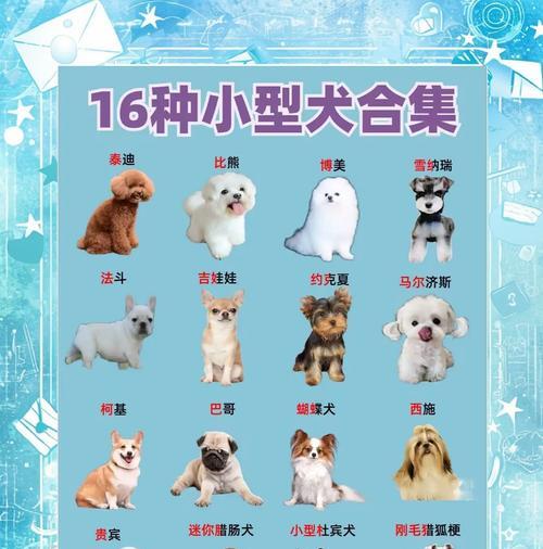哪些名字适合给搜救小型犬？