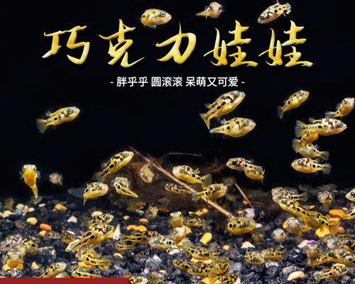 热带草缸鱼苗适合吃什么食物？如何饲养热带草缸鱼苗？