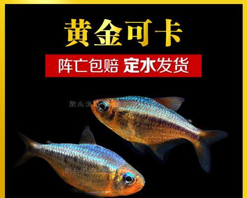 热带草缸鱼苗适合吃什么食物？如何饲养热带草缸鱼苗？