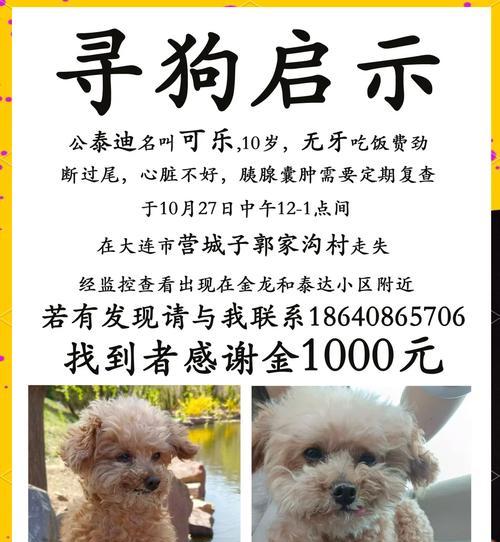 在烟台捡到的泰迪狗狗价值多少？如何评估泰迪的价值？