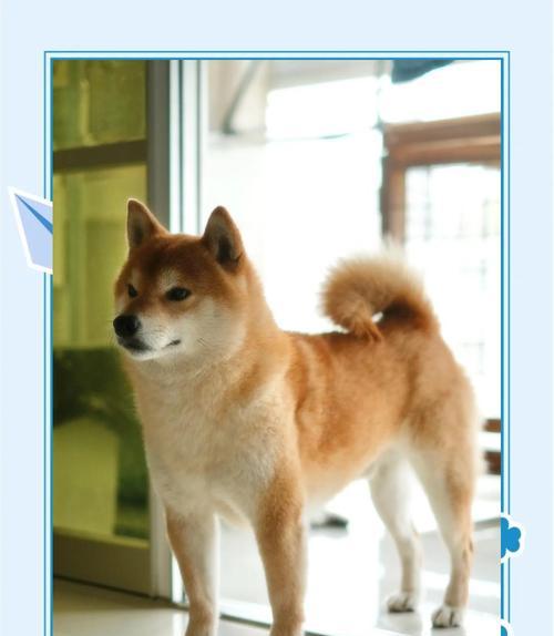 柴犬在什么温度下不会掉毛？如何保持适宜温度？