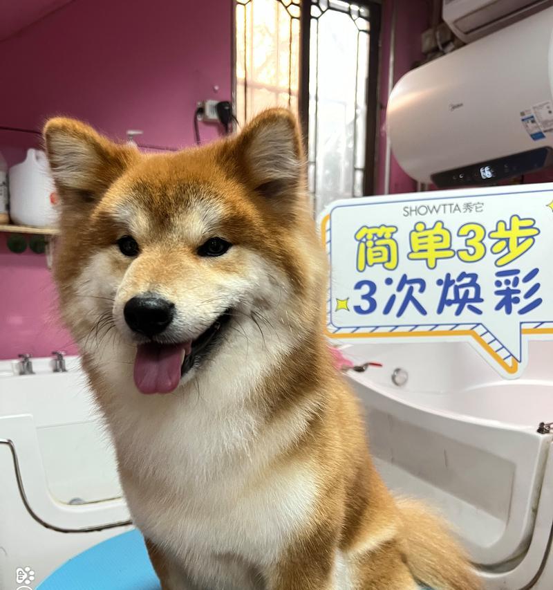 柴犬在什么温度下不会掉毛？如何保持适宜温度？