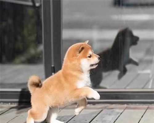 江苏柴犬幼犬的价格是多少？