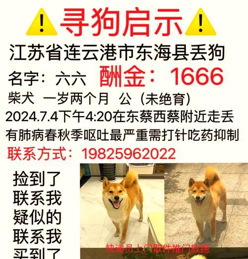 江苏柴犬幼犬的价格是多少？